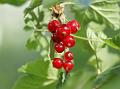 2010-0624-1050_Red_Currants_21,8C